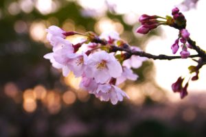 branch, Cherry, Flowers, Leaves, Macro, Nature, Background, Nature, Wallpaper, Pink, Spring
