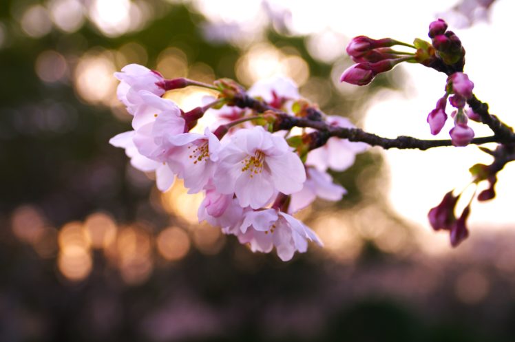 branch, Cherry, Flowers, Leaves, Macro, Nature, Background, Nature, Wallpaper, Pink, Spring HD Wallpaper Desktop Background