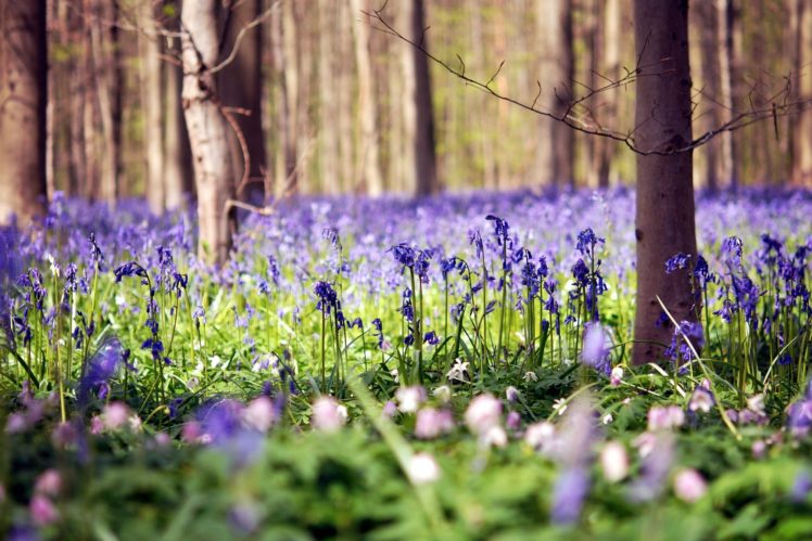crocuses, Field, Flower, Forest, Nature, Photo, Purple, Tree HD Wallpaper Desktop Background