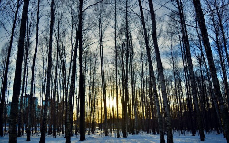 dawn, Forest, Ice, Landscape, Morning, Pine, Forest, Pine, Trees, Snow, Sunrise, Sunshine, Tree, Winter HD Wallpaper Desktop Background