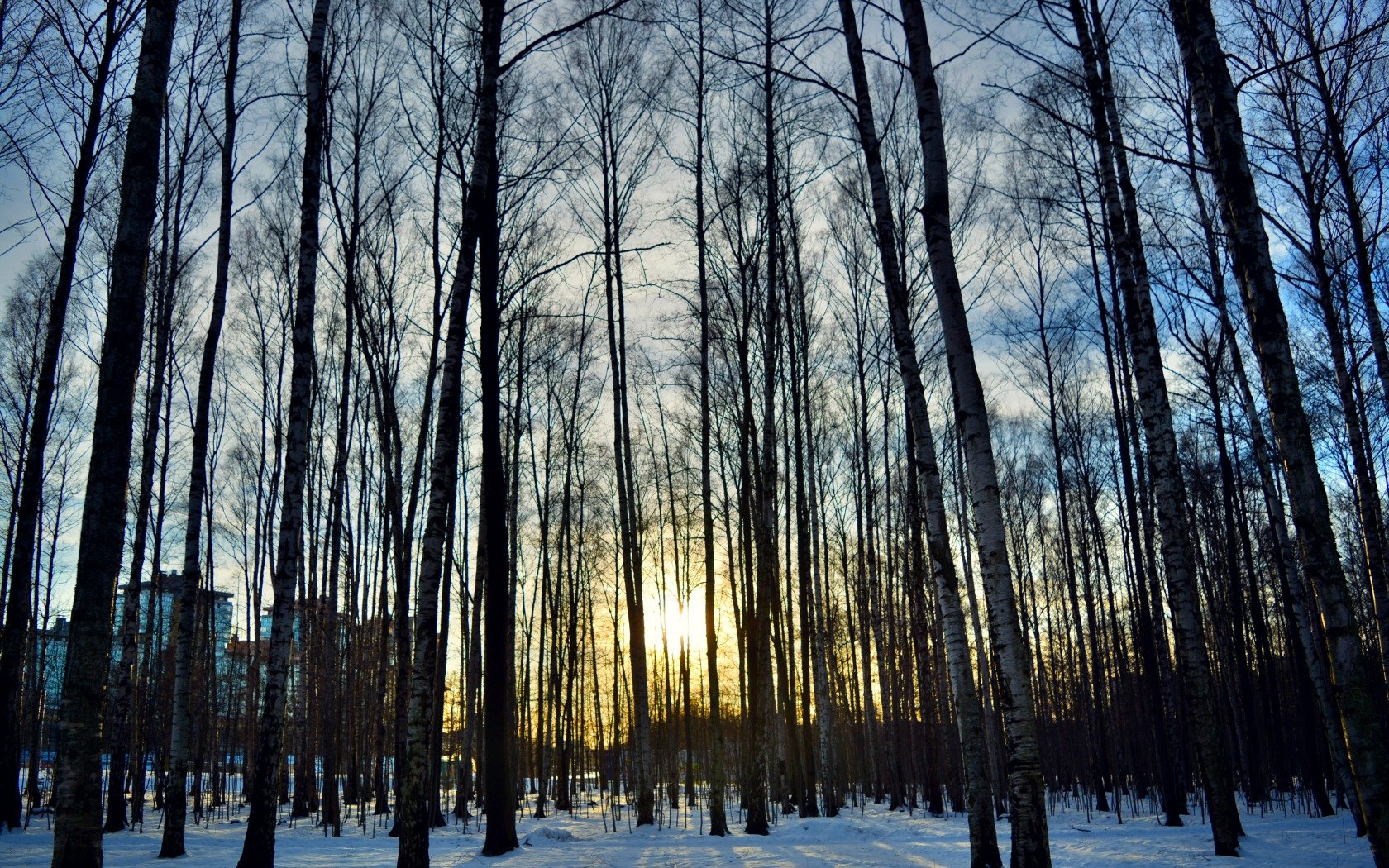 dawn, Forest, Ice, Landscape, Morning, Pine, Forest, Pine, Trees, Snow, Sunrise, Sunshine, Tree, Winter Wallpaper