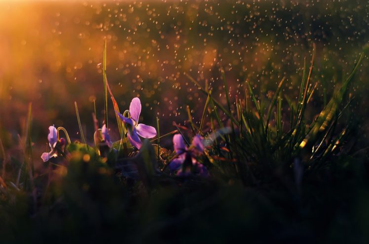 drops, Field, Flower, Grass, Morning, Nature, Photos, Pure, Raindrops, Sunshine, Water HD Wallpaper Desktop Background