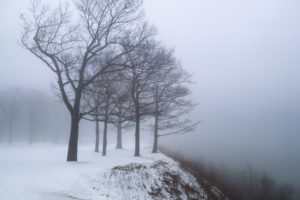 dry, Branches, Edge, Fog, Mountain, Nature, Snow, Snowstorm, Tree, Trees, Wind, Winter