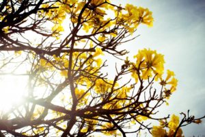 flowers, Nature, Bloom, Photography, Sunshine, Tree, Yellow