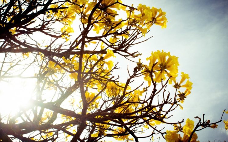 flowers, Nature, Bloom, Photography, Sunshine, Tree, Yellow HD Wallpaper Desktop Background