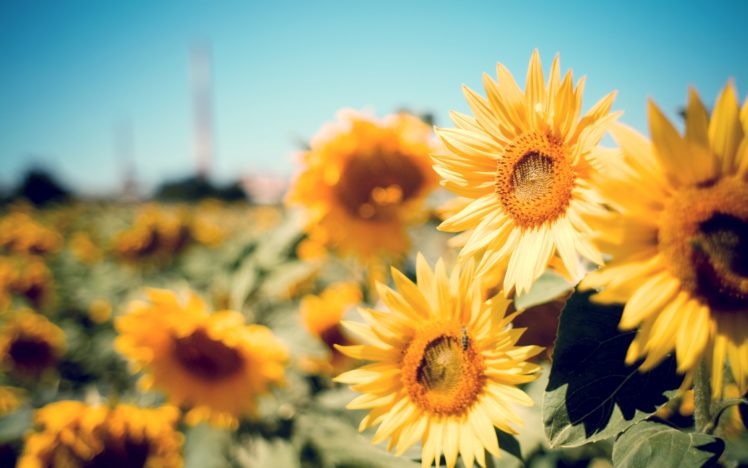 cute, Field, Flowers, Happy, Nature, Photography, Summer, Sun, Sunflower, Sunshine, Warm, Yellow HD Wallpaper Desktop Background