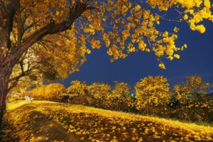 nature, Autumn, Beauty, Blue, Sky, Fall, Falling, Landscape, Leaves, Night, Park, Road, Romantic, Tonight, Tree, Trees, Yellow, Trees