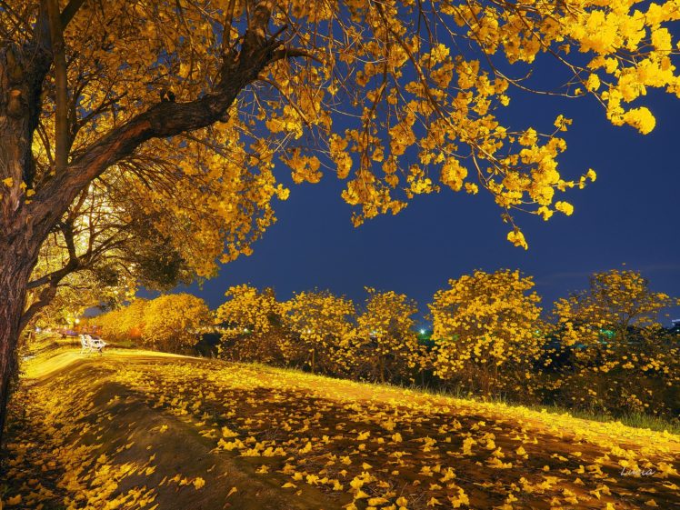 nature, Autumn, Beauty, Blue, Sky, Fall, Falling, Landscape, Leaves, Night, Park, Road, Romantic, Tonight, Tree, Trees, Yellow, Trees HD Wallpaper Desktop Background