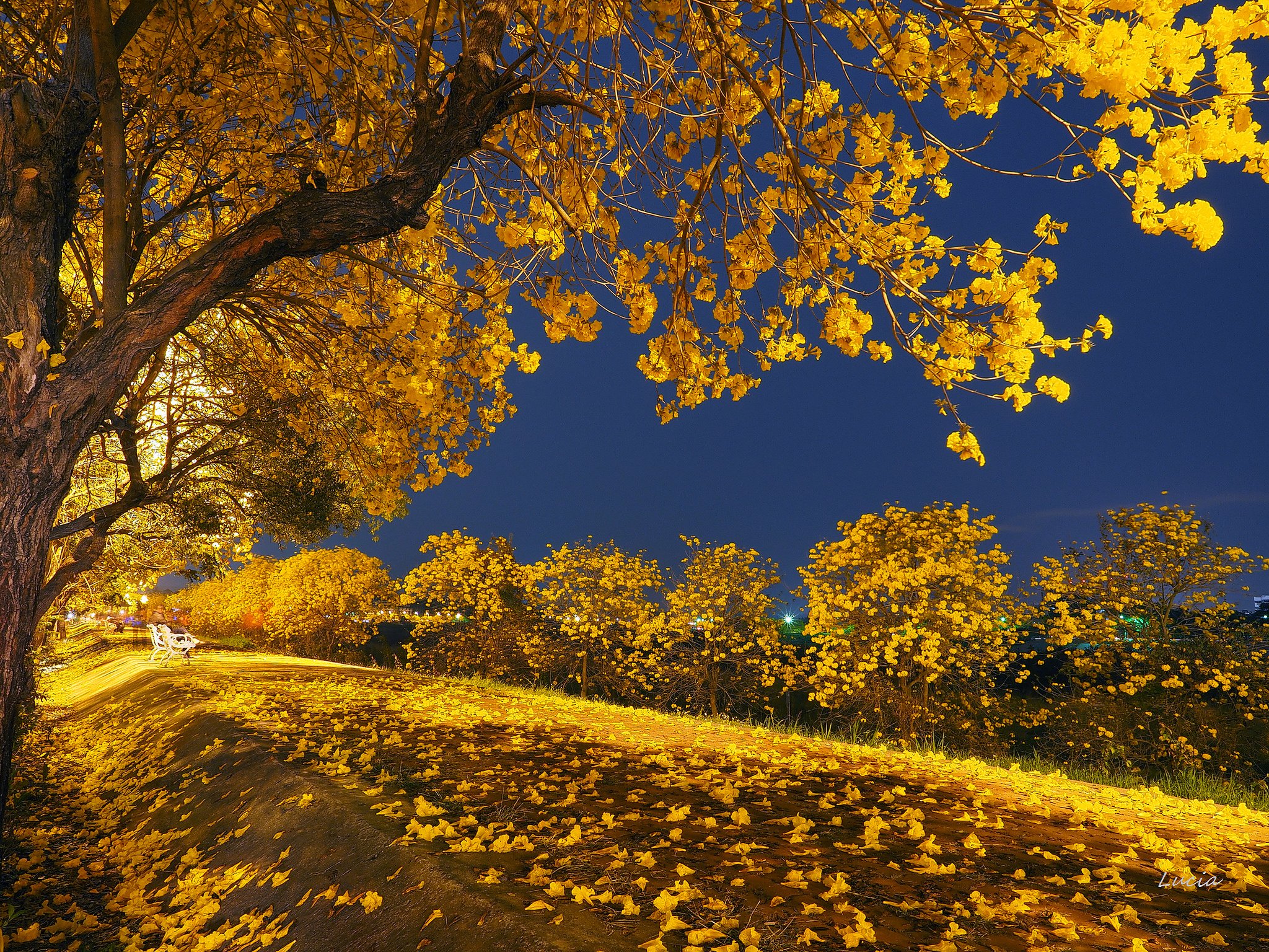 nature, Autumn, Beauty, Blue, Sky, Fall, Falling, Landscape, Leaves, Night, Park, Road, Romantic, Tonight, Tree, Trees, Yellow, Trees Wallpaper