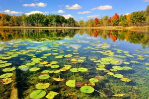 nature, Autumn, Beauty, Blue, Sky, Color, Forest, Lake, Lilies, Park, Photo, Tree, View, Water