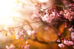 nature, Cherry, Close up, Flowers, Hd, Petals, Pink, Sunshin