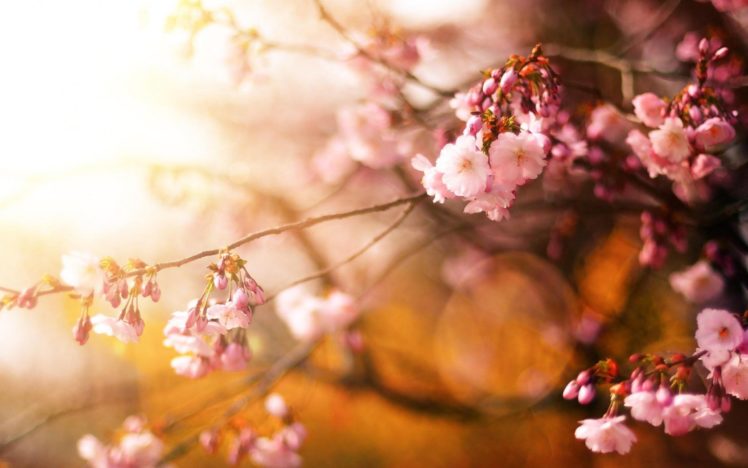 nature, Cherry, Close up, Flowers, Hd, Petals, Pink, Sunshin HD Wallpaper Desktop Background
