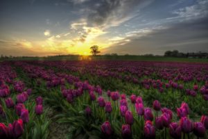 nature, Blue, Sky, Filed, Flower, Field, Flowers, Landscape, Meadow, Photo, Picturesque, Denmark, Plant, Purple, Tulips, Sky, Sunset, Tulip, Field, Tulips