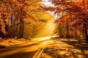 nature, Autumn, Beautiful, Forest, Leaves, Morning, Park, Picture, Road, Scenic, Shine, Sunshine, Trees, Warm, Yellow, Crocuses