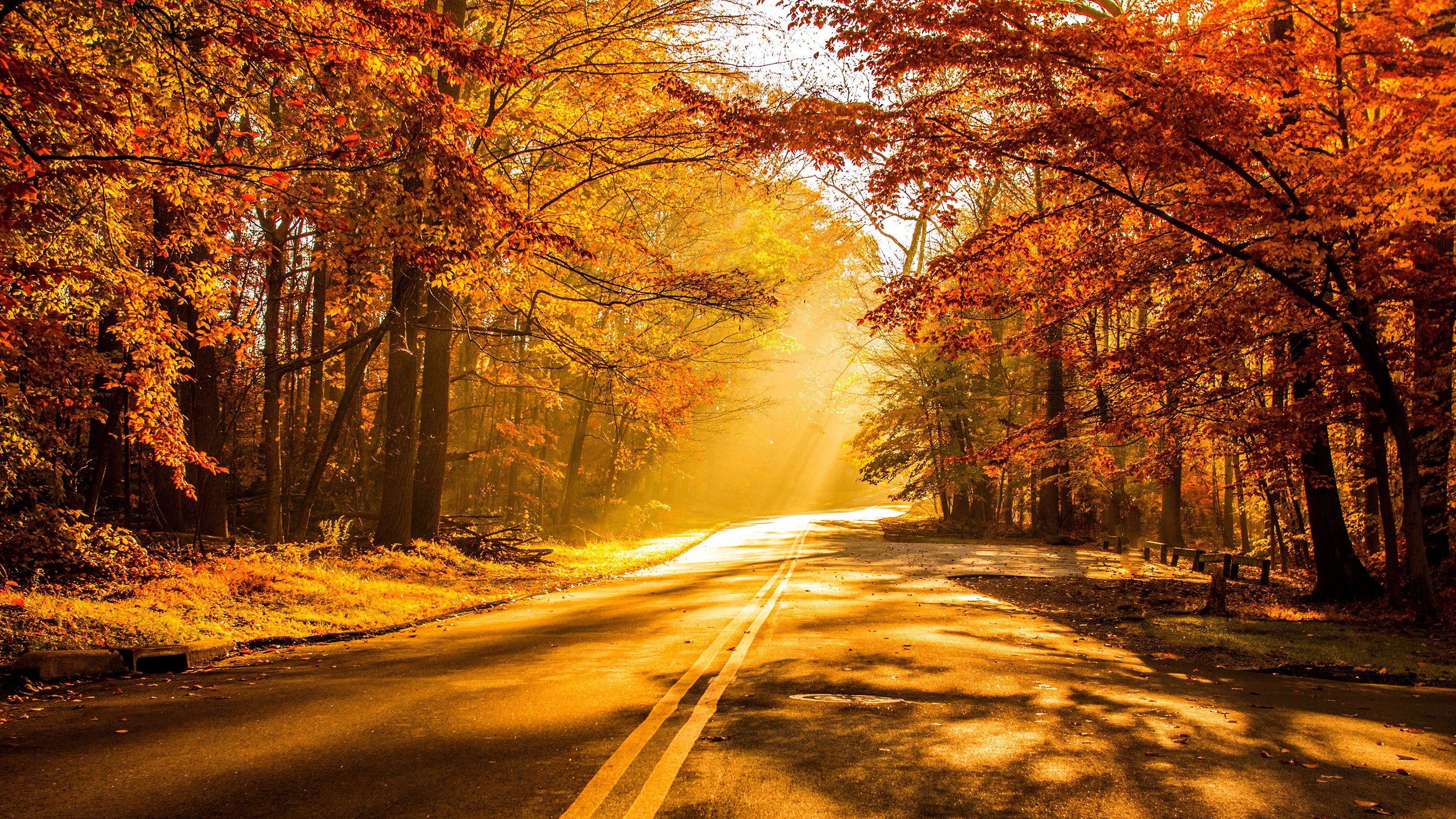 nature, Autumn, Beautiful, Forest, Leaves, Morning, Park, Picture, Road, Scenic, Shine, Sunshine, Trees, Warm, Yellow, Crocuses Wallpaper