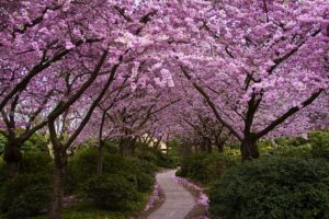 flowering, Trees, Cherry, Flowers, Park, Walkway, Shrubs, Japan