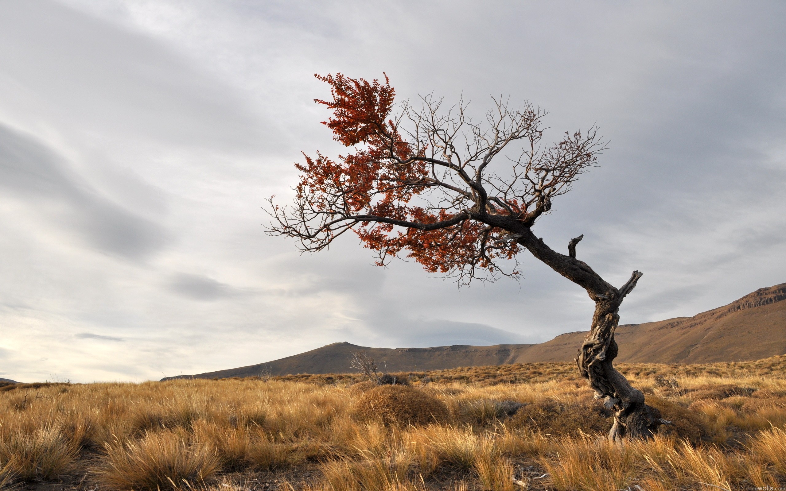 2landscapes, Nature, Trees Wallpaper