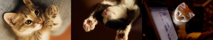 animal, Mammifere, Felin, Kittens2 HD Wallpaper Desktop Background
