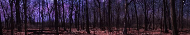 forest, Foret HD Wallpaper Desktop Background