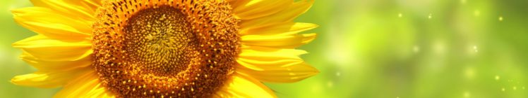 fleur, Flower, Sunflower HD Wallpaper Desktop Background