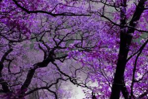 nature, Mauve, Purple