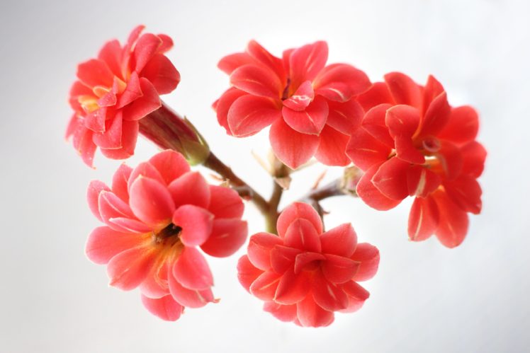 kalanchoe, Flowers, Red, Blossom, Spring HD Wallpaper Desktop Background