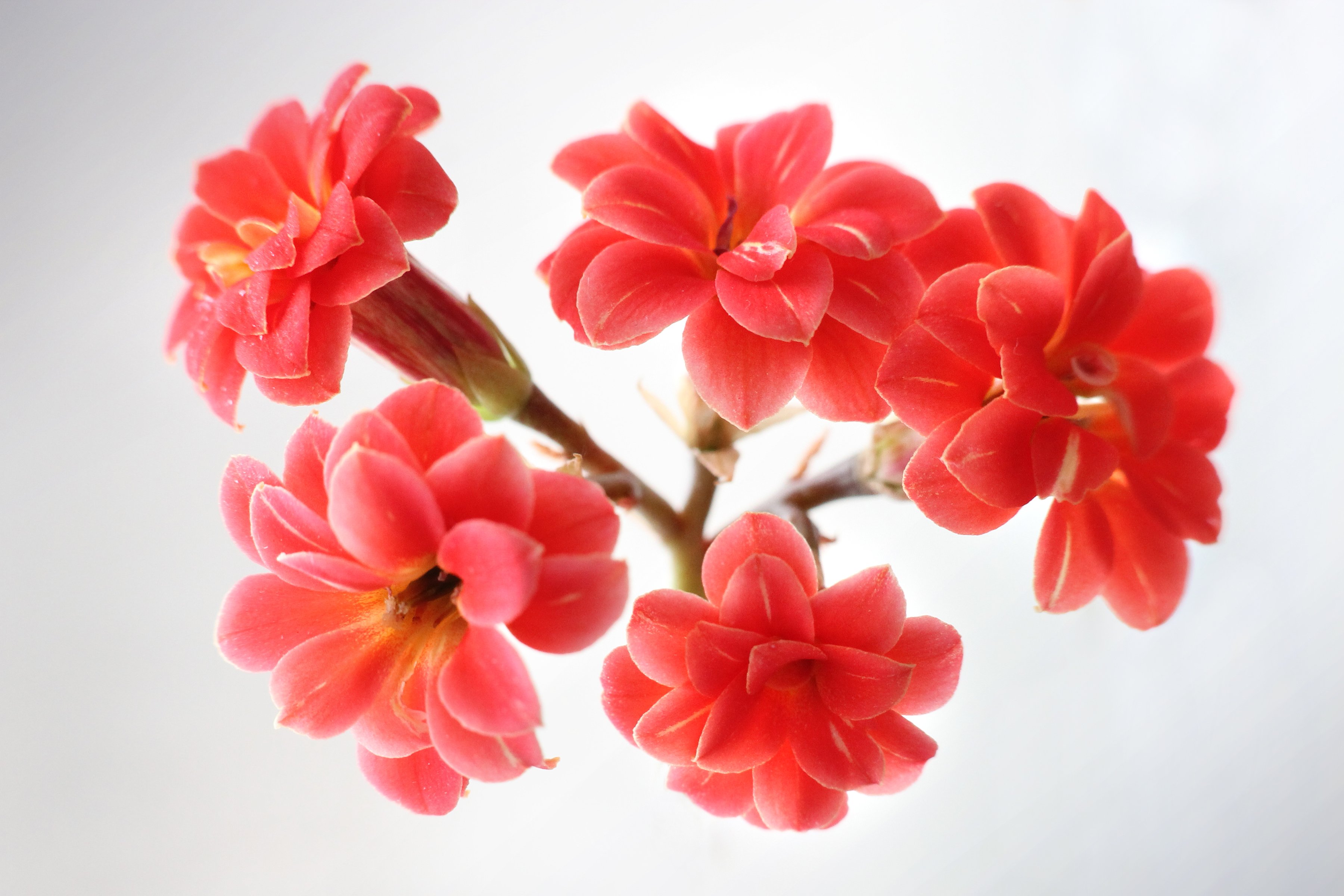 kalanchoe, Flowers, Red, Blossom, Spring Wallpaper