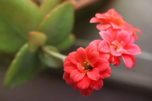 kalanchoe, Flowers, Blossom, Spring, Plant, Macro, Red