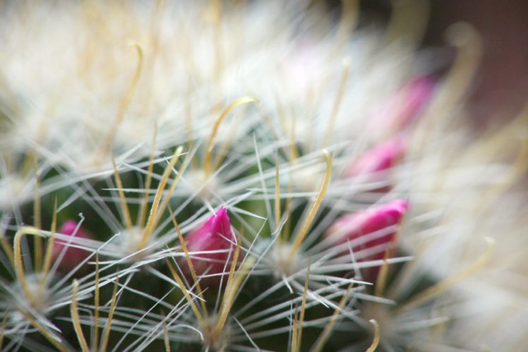 mammillaria, Cactus, Spines, Buds, Flowers, Spring, Macro, Plant HD Wallpaper Desktop Background