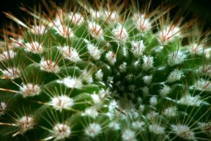 cactus, Spines, Plant, Succulent, Macro