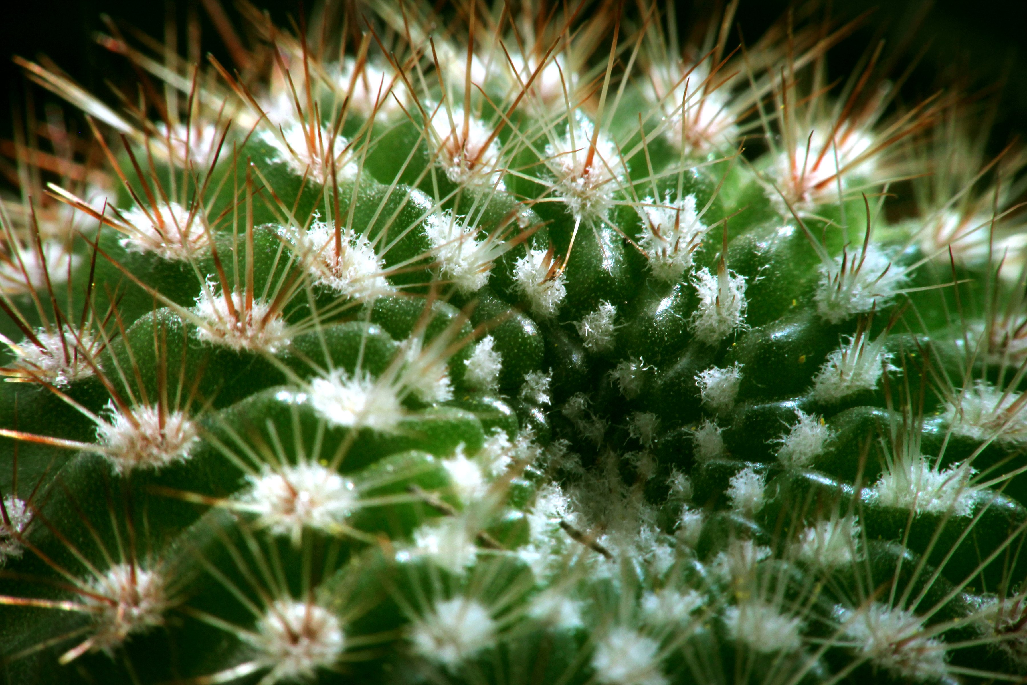 cactus, Spines, Plant, Succulent, Macro Wallpaper
