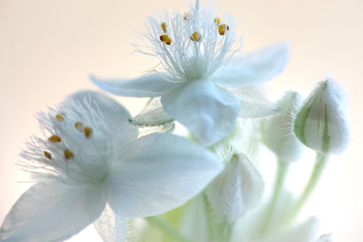 tradescantia, Flowers, Blossom, Macro, Plant HD Wallpaper Desktop Background