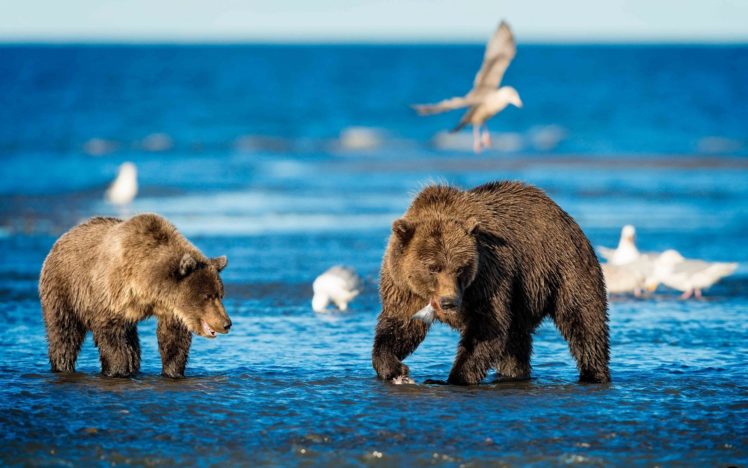 animals, Bear HD Wallpaper Desktop Background