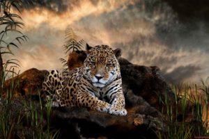 animals, Jaguar, Forest