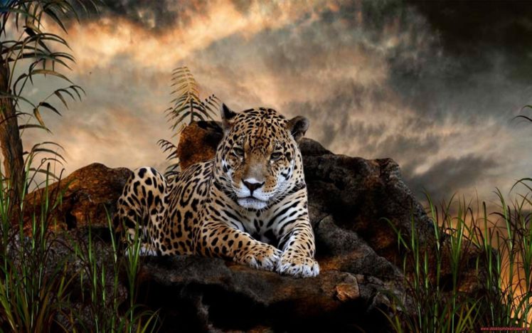 animals, Jaguar, Forest HD Wallpaper Desktop Background