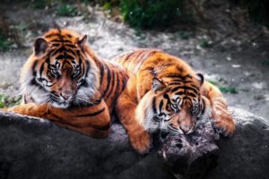 animals, Tiger