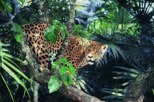 animals, Jaguar, Forest