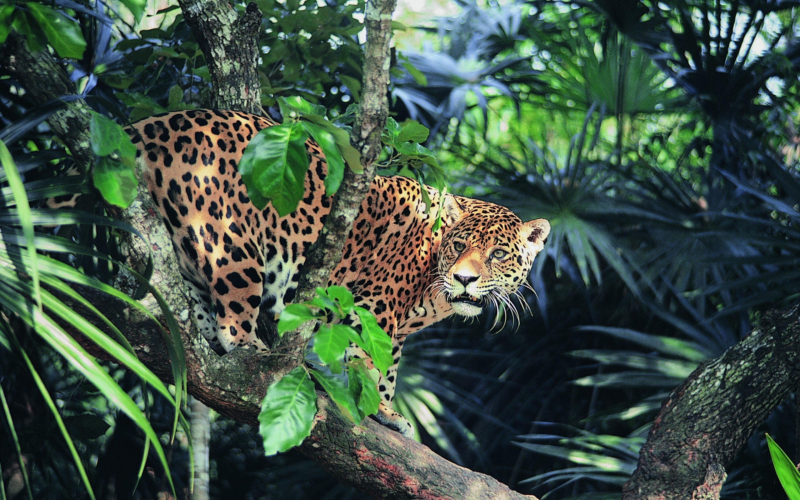 animals, Jaguar, Forest Wallpapers HD / Desktop and Mobile Backgrounds