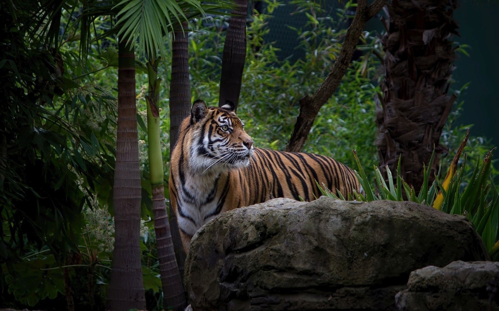 animals, Tiger Wallpaper