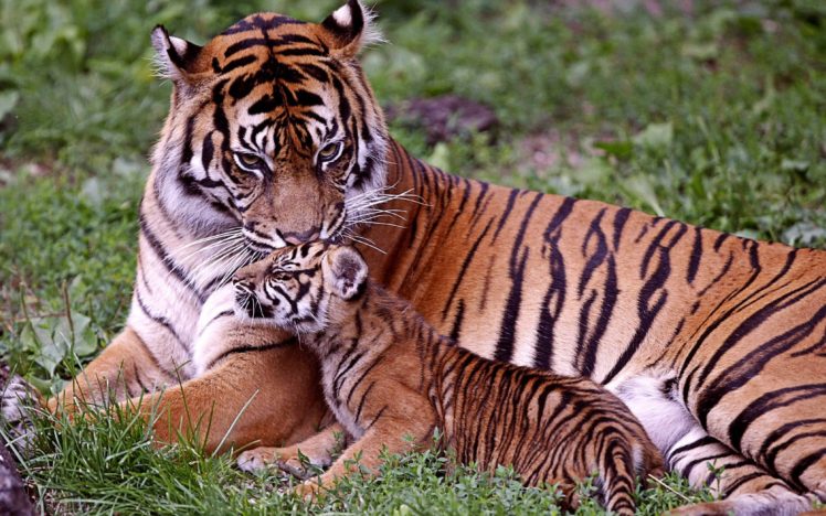 animals, Tiger HD Wallpaper Desktop Background