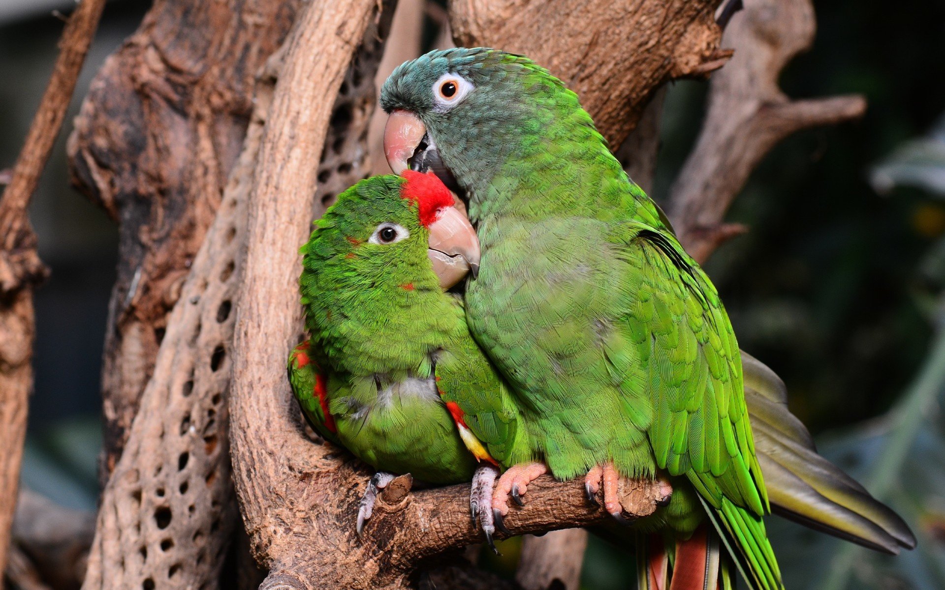 birds, Parrot Wallpaper