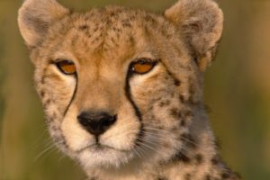 cheetah, Eyes, Close up, Savannah