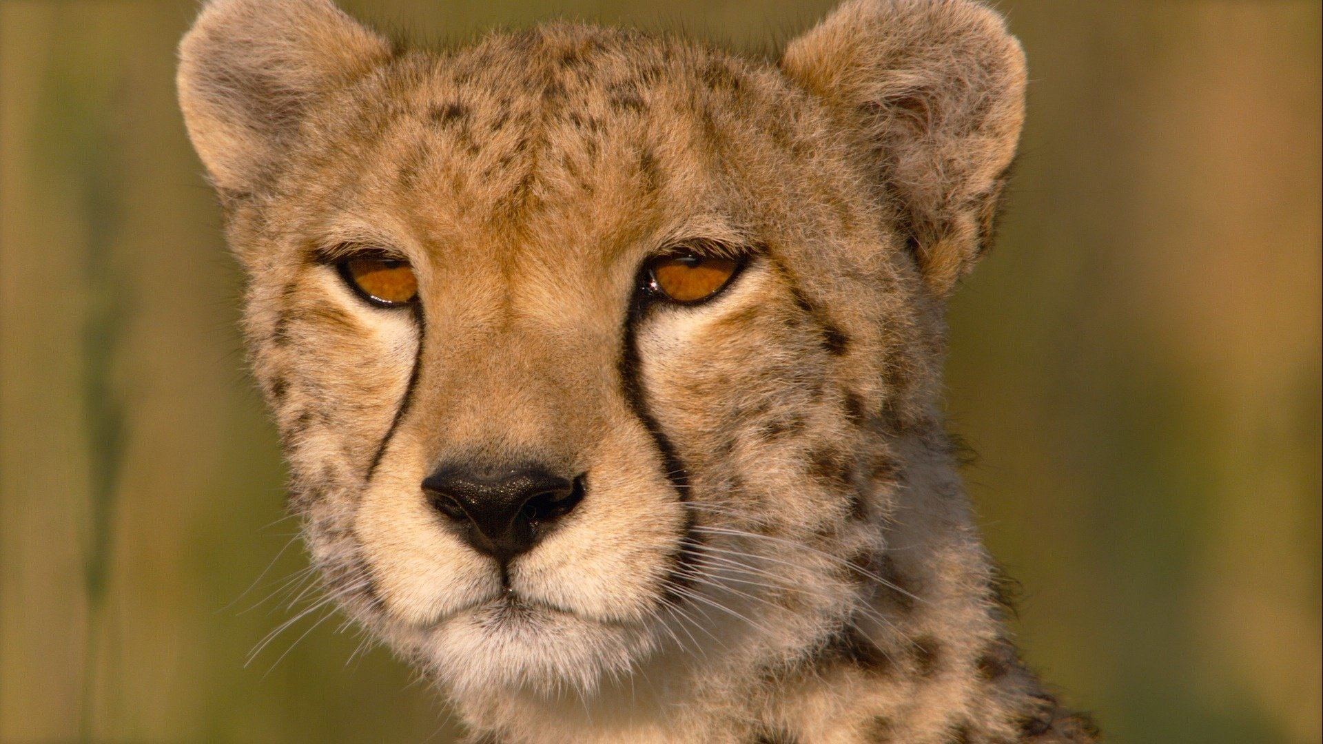 cheetah, Eyes, Close up, Savannah Wallpaper
