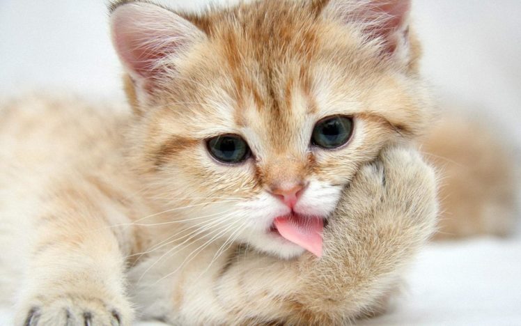 cat, Kitten HD Wallpaper Desktop Background