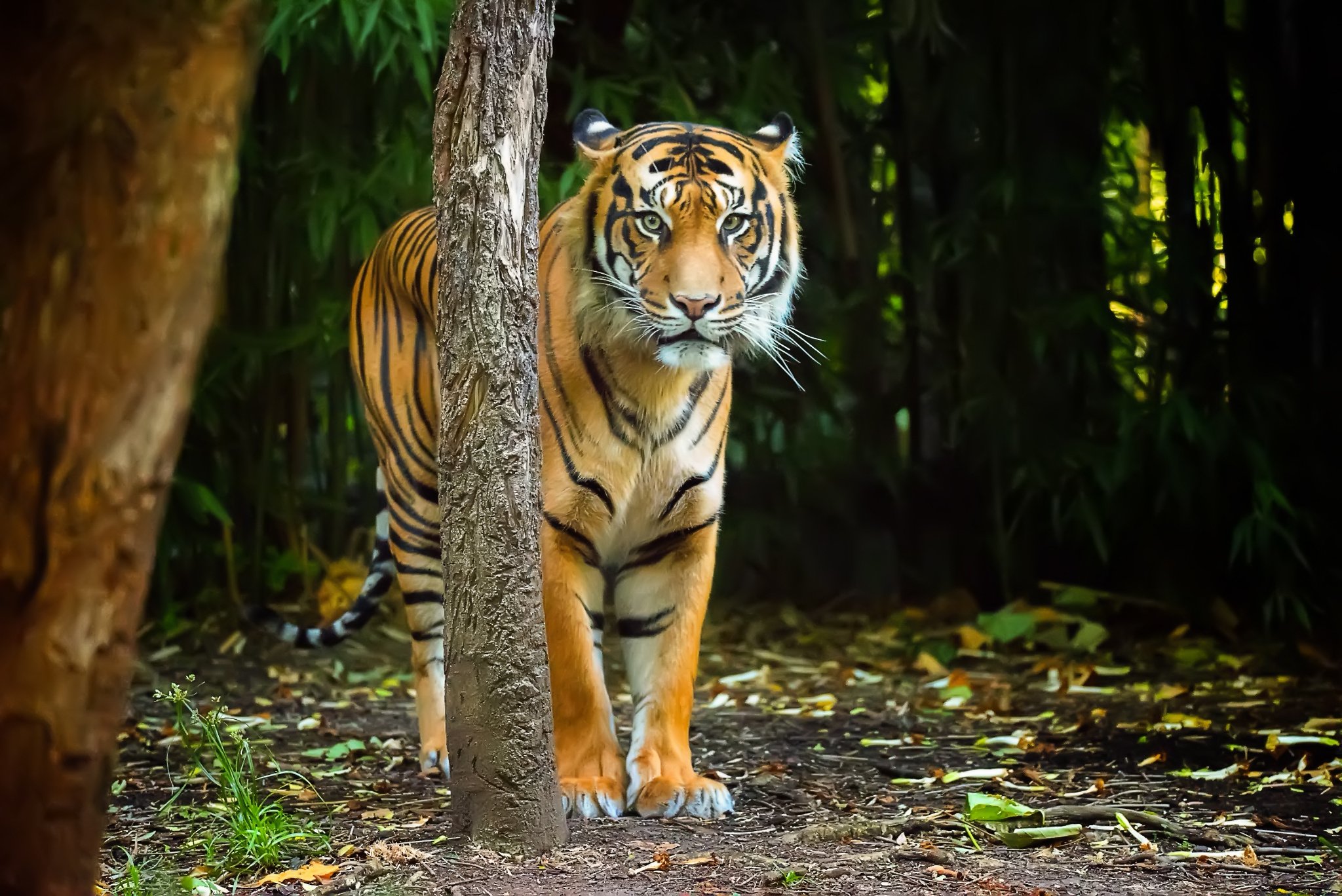 tiger, Predator, Eyes, Stripes, Nature Wallpaper