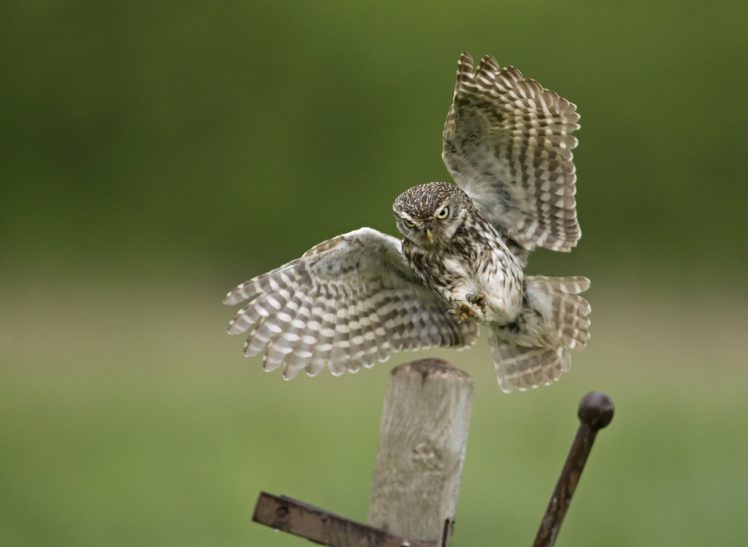 owl, Bird HD Wallpaper Desktop Background