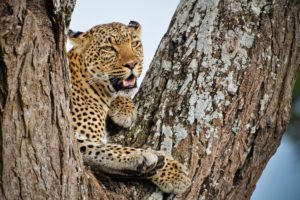 leopard, African, Tree, View, Predator