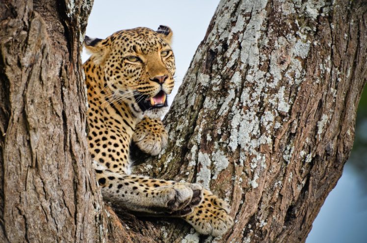 leopard, African, Tree, View, Predator HD Wallpaper Desktop Background