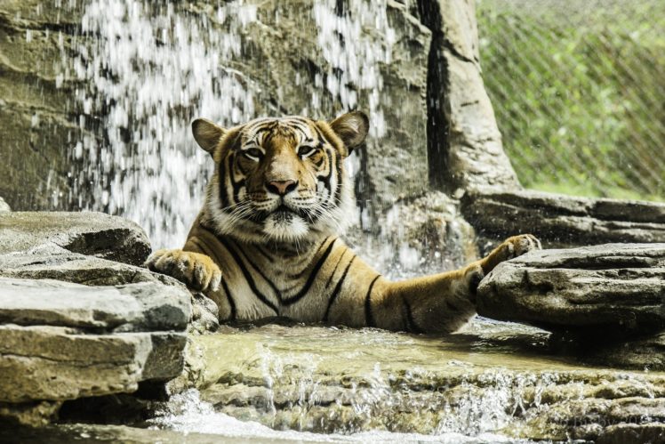 tiger, Wild, Cat, Predator, Face, Bathing, Zoo HD Wallpaper Desktop Background