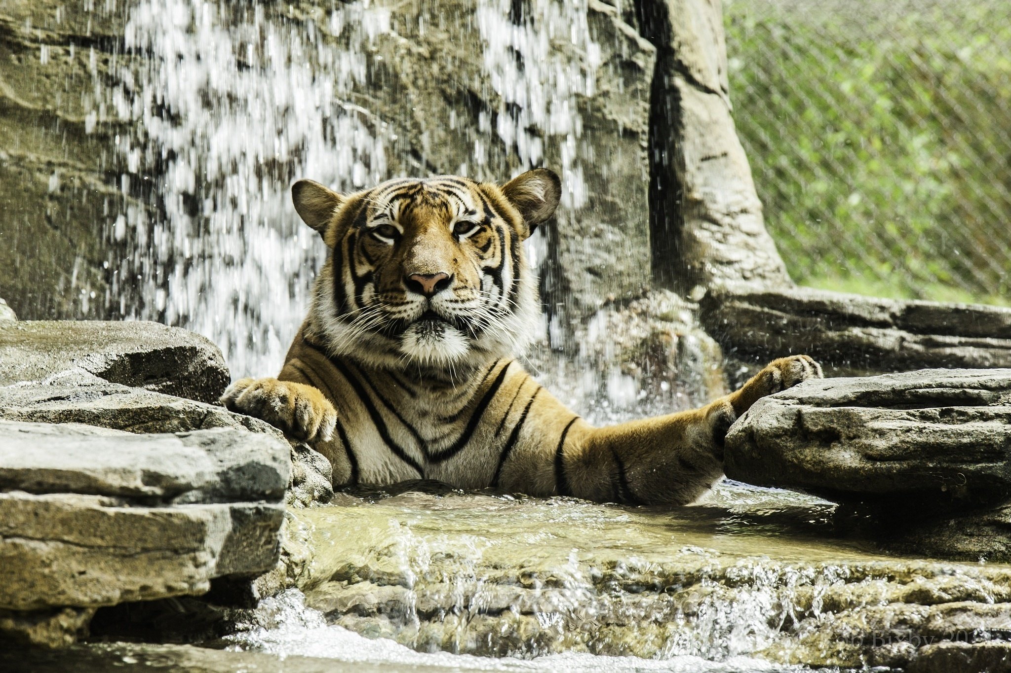 tiger, Wild, Cat, Predator, Face, Bathing, Zoo Wallpaper